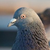 TrollPigeon