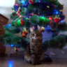 килотана