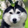 Илья Пискунов
