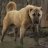 Kangal